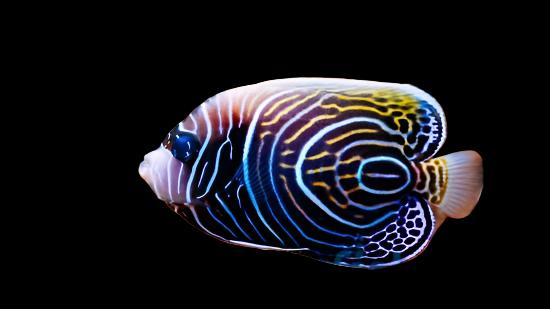 Pomacanthus imperator (Emperor Angelfish) Large Changing