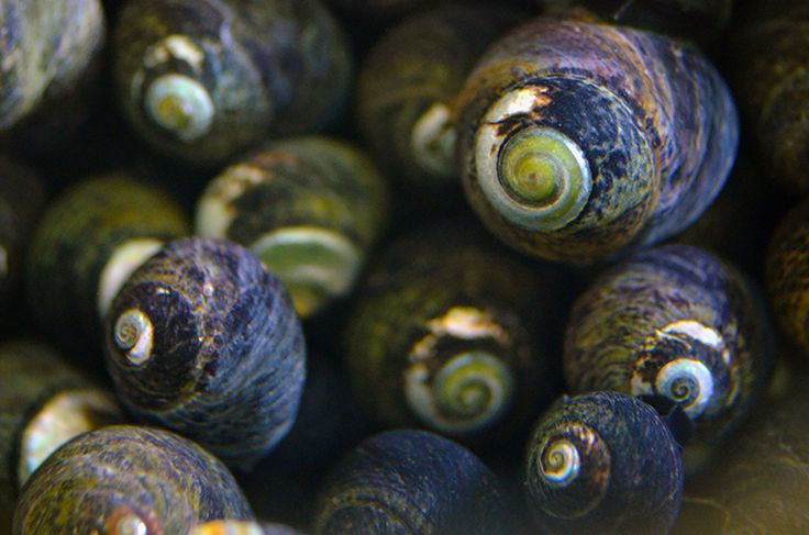 Margarita  escargots (snail)