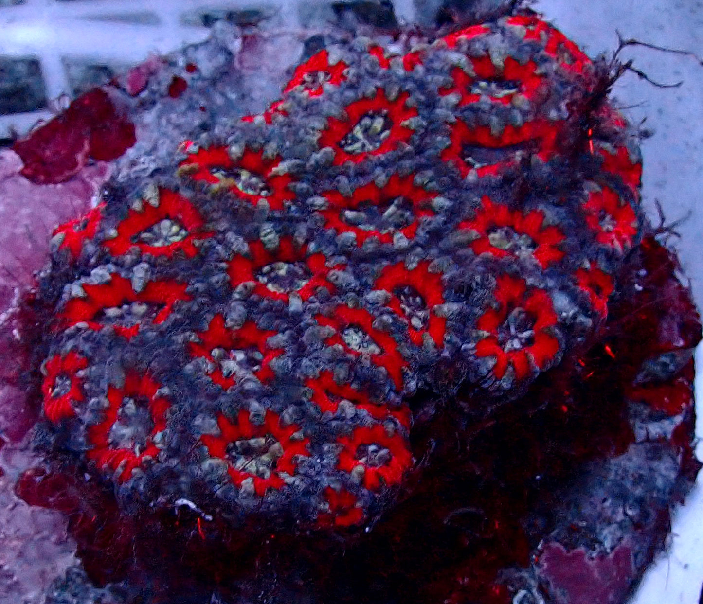 Acanthastrea