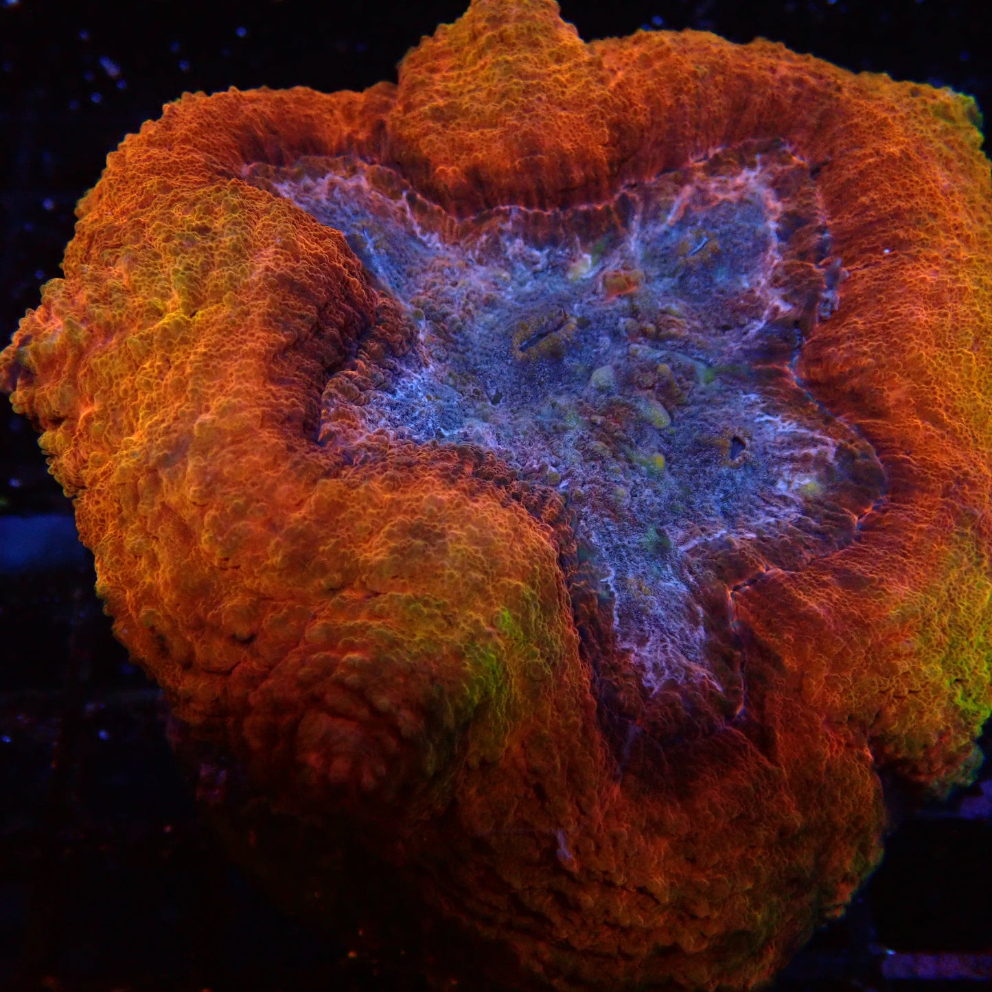 Lobophyllia Orange