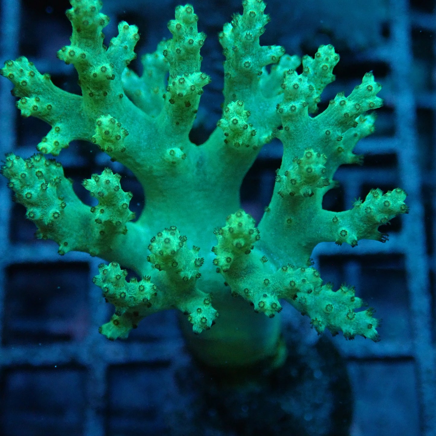 Green Tree Leather Coral frag