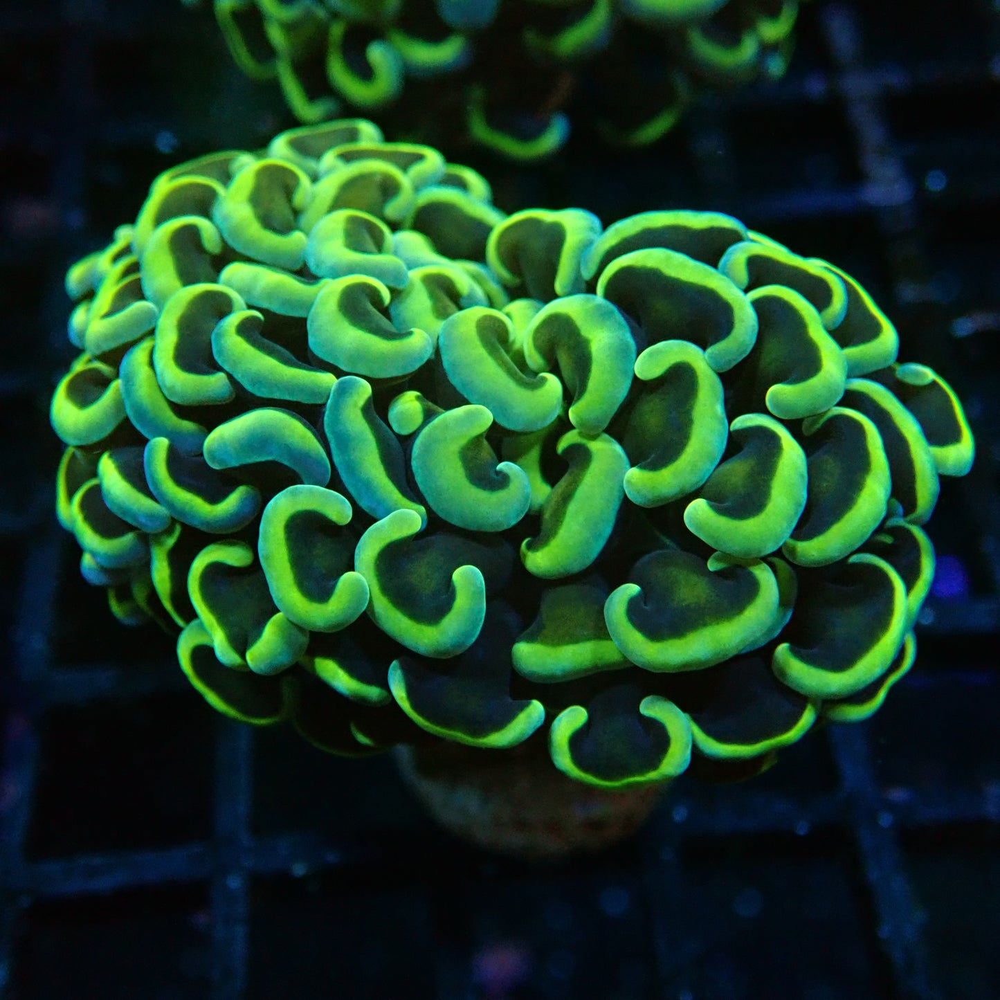 Hammer Frag Golden avec Green tips
