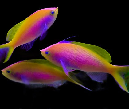 Pseudanthias bartlettorum (Bartlett Anthias) Femelle