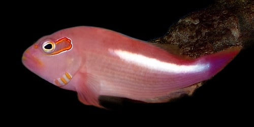 Paracirrhitus arcuatus (Arc Eye HawkFish)