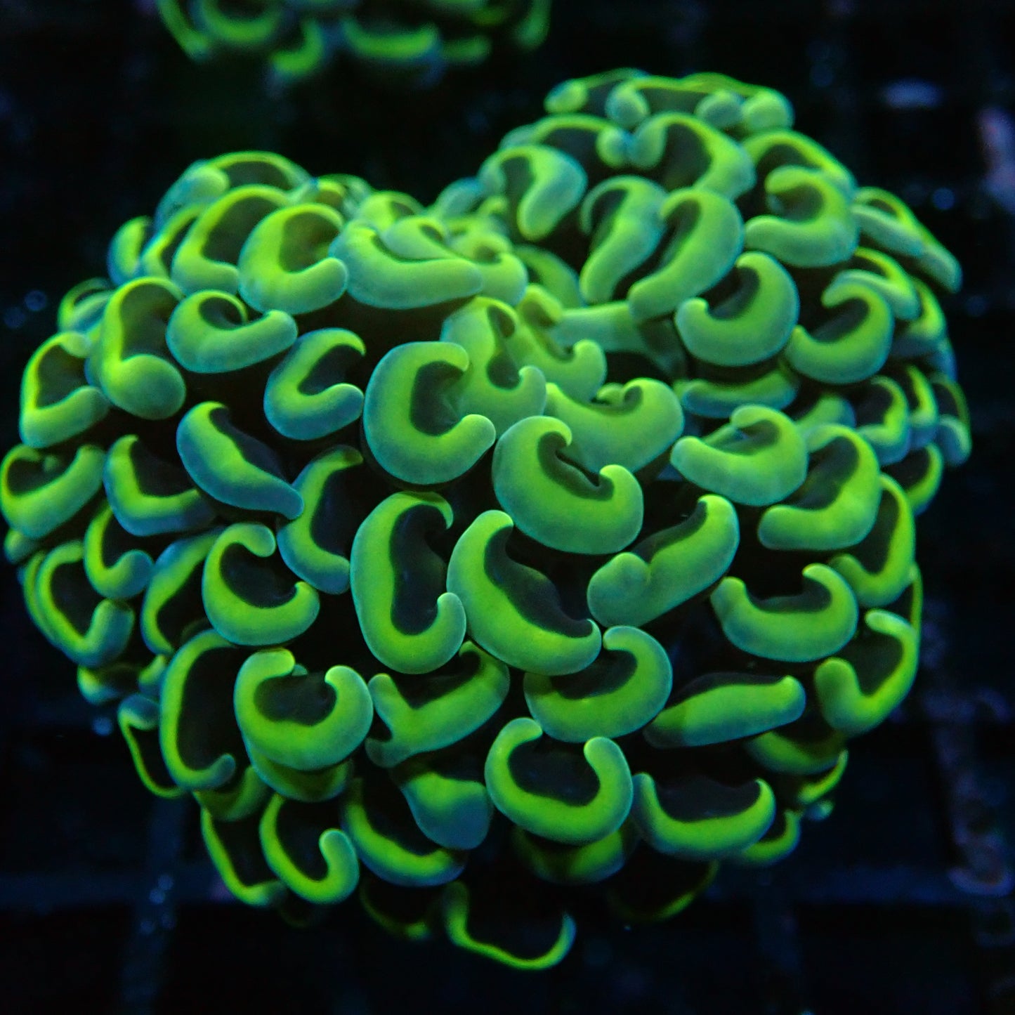 Hammer Frag Golden avec Green tips