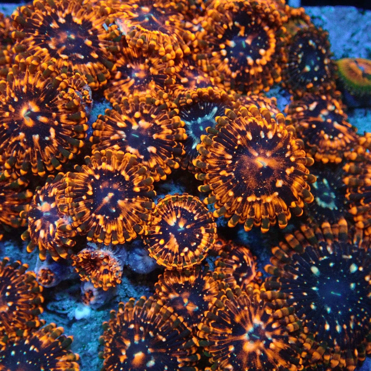 Utter chaos Zoanthids Par Polyp