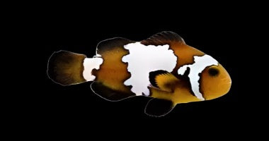 Premium Blacker Ice Ocellaris (Clownfish)