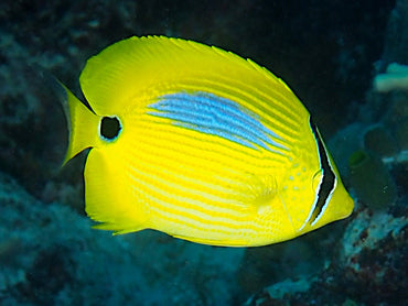 Chaetodon plebeius (Blue Spot Butterfly)