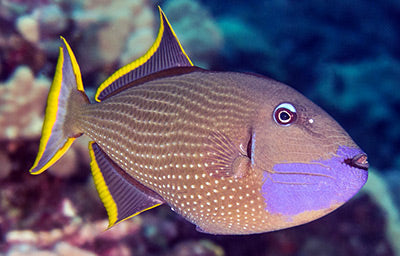 Xanthichthys auromarginatus (Blue Throat Triggerfish- Blue jaw Trigger) Male