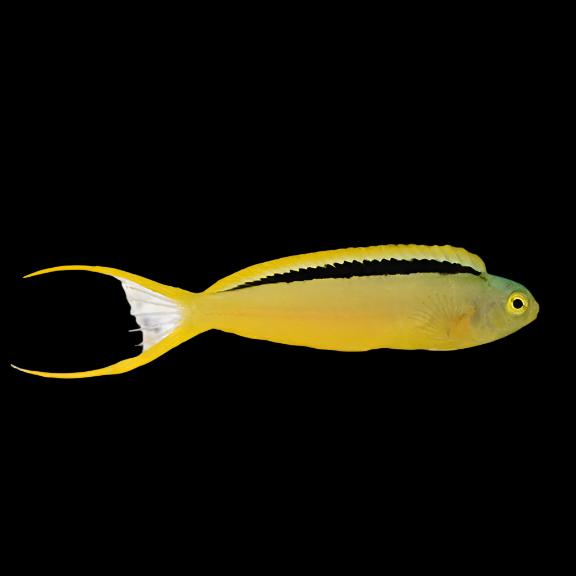 Meiacanthus Tongaensis (Canary Green Blenny)