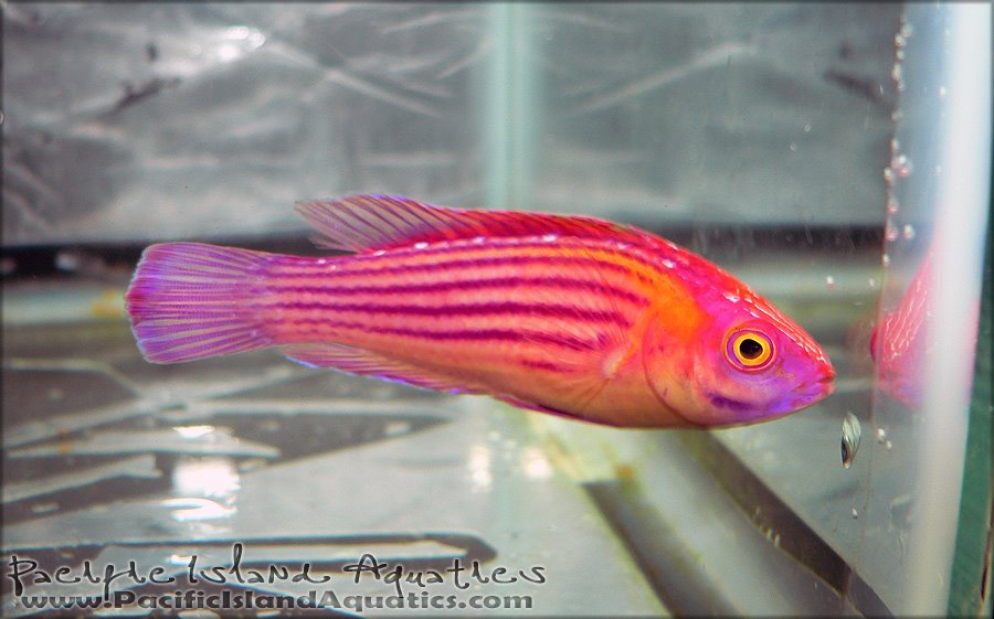 Cirrhilabrus earlei (Earle's Fairy Wrasse Marshall Island)