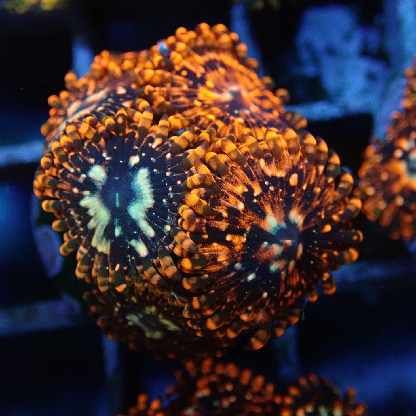 Utter chaos Zoanthids Par Polyp