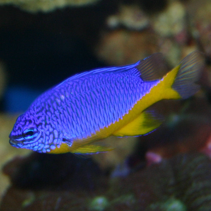 Chrysiptera hemicyanea (Damsel Azure)