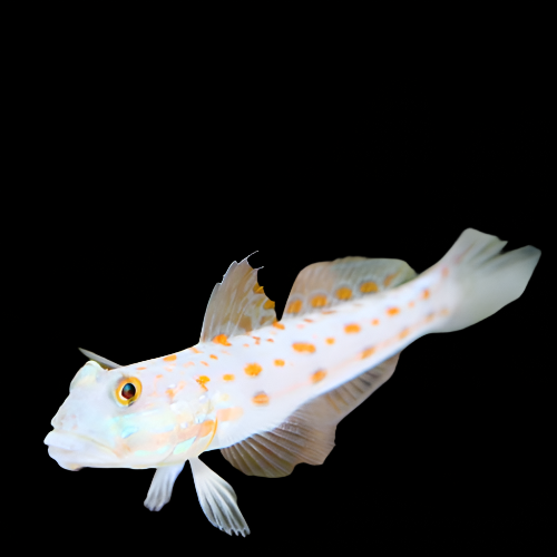 Valenciennea puellaris (Diamond Goby)