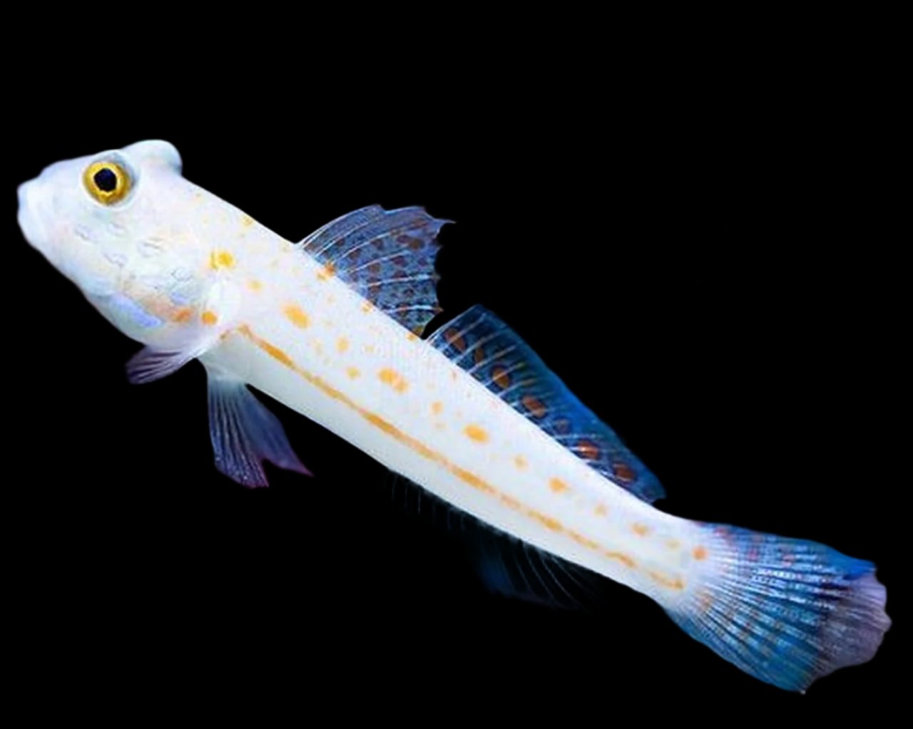 Valenciennea puellaris (Diamond Goby)