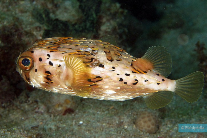 Diodon holocanthus (Porcupine Puffer)