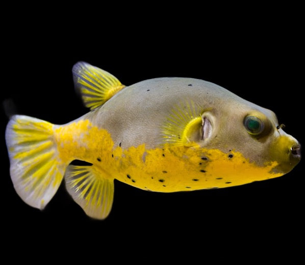 Arothron nigropunctatus (Dog Face Puffer Yellow belly)