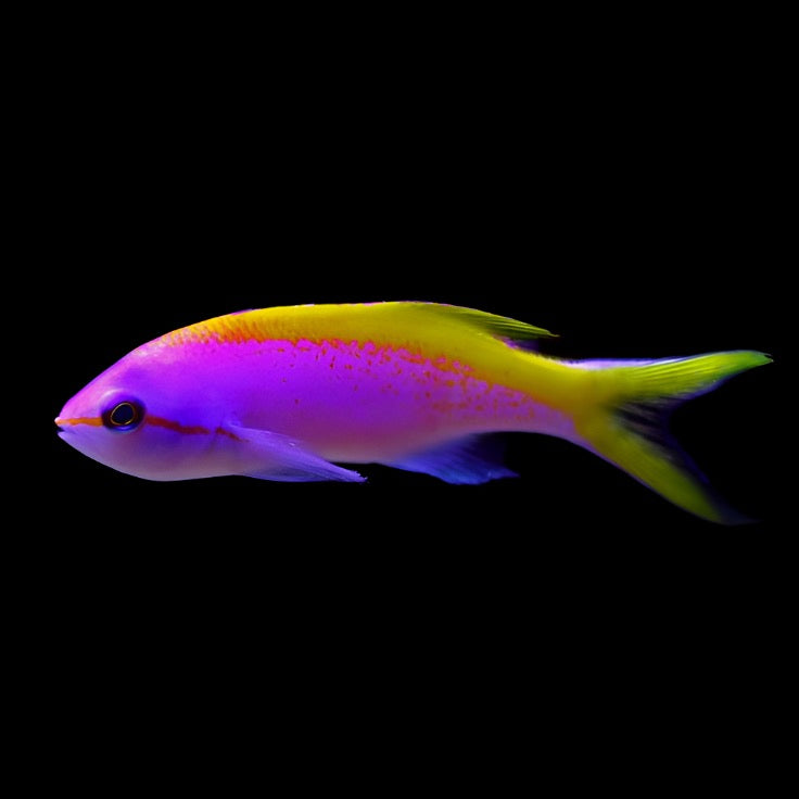 Pseudanthias evansi (Evansi Anthias) Male