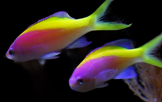 Pseudanthias evansi (Evansi Anthias) Male