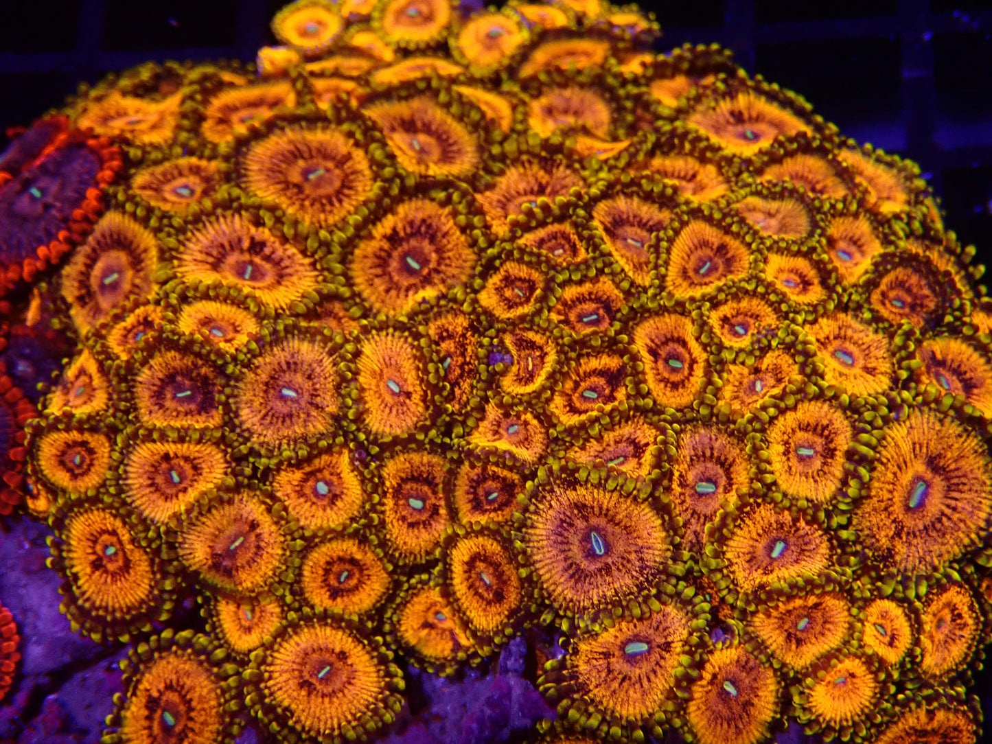 Sopranos Zoanthids Per Polyp