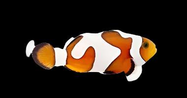 Gladiator Ocellaris (Clownfish) (Davinci) Grade A