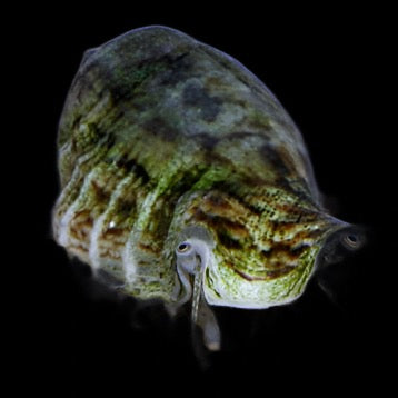 Strombus spp. (Fighting Conch)