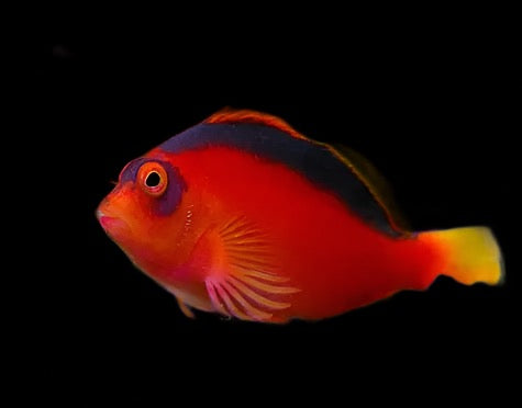 Neocirrhites armatus (Flame Hawkfish)