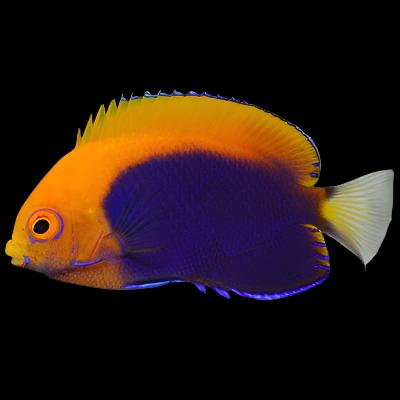 Centropyge acanthops (Flame Back Angel)