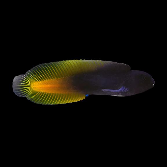 Enchelynurus flavipes (Flame Tail Blenny)