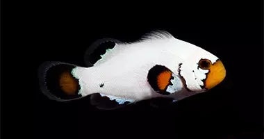 Flurry Ocellaris (Clownfish)