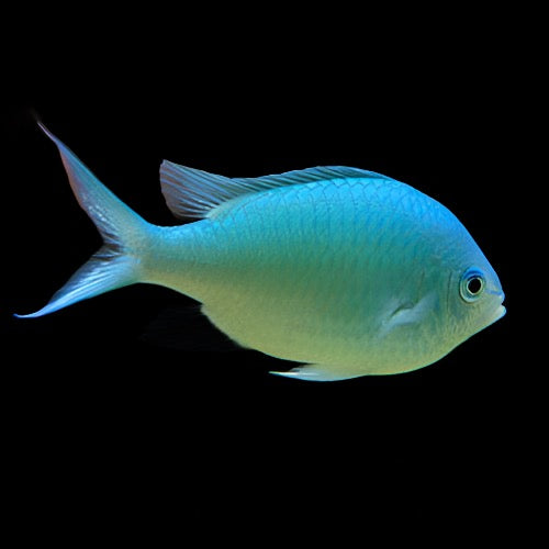 Chromis viridis (Blue-Green Chromis)