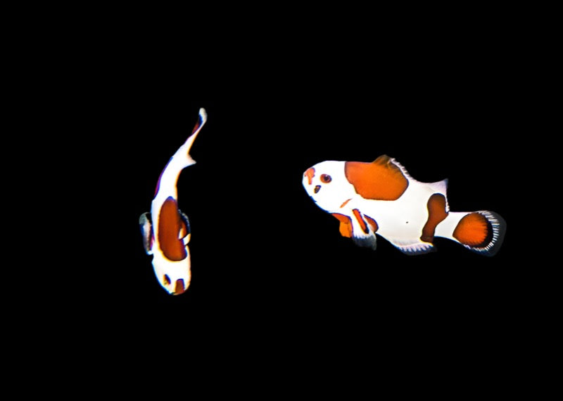Orange Storm Ocellaris (Clownfish)