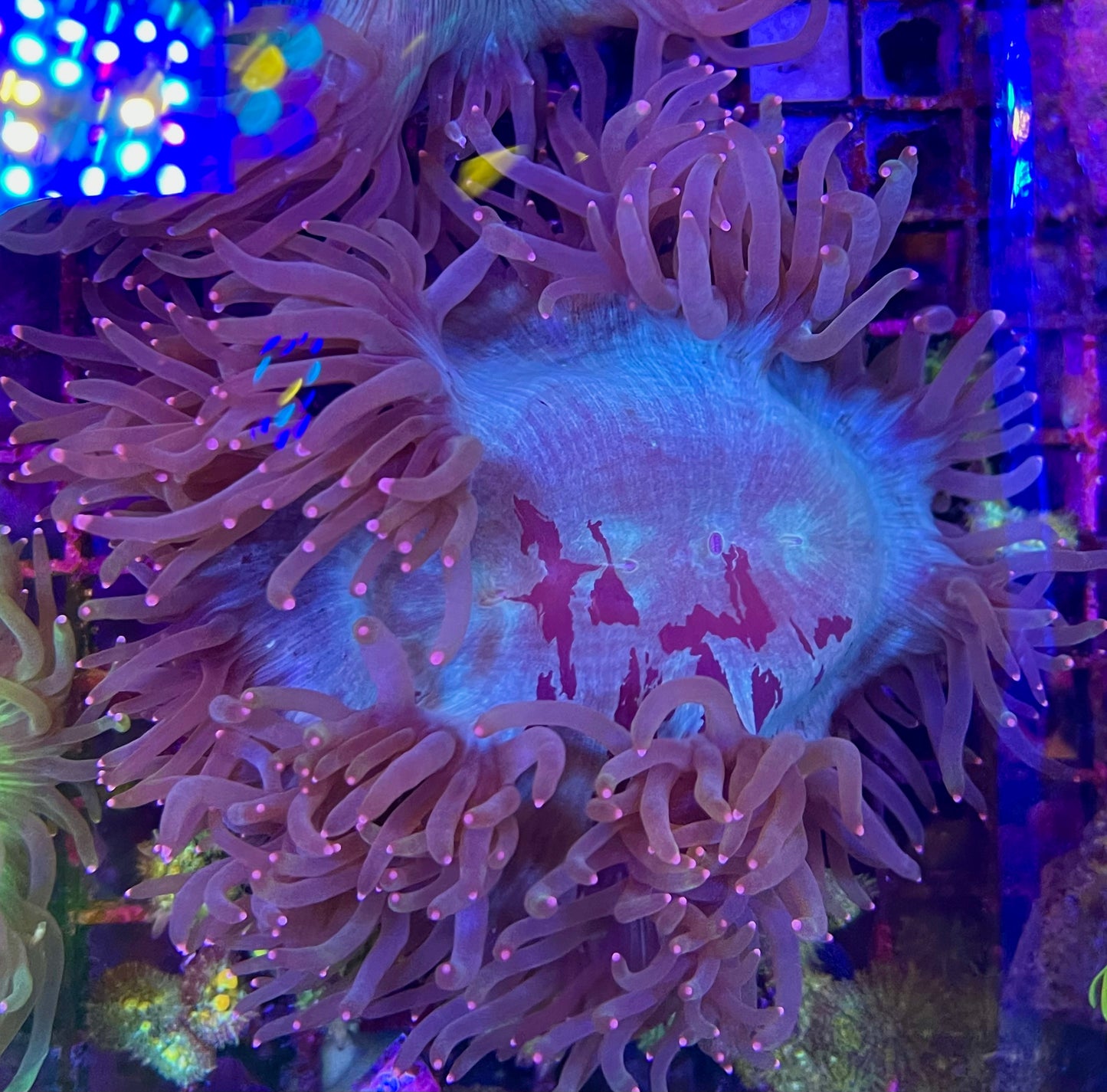 Elegance Coral