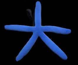 Linckia laevigata (Blue linckia starfish)