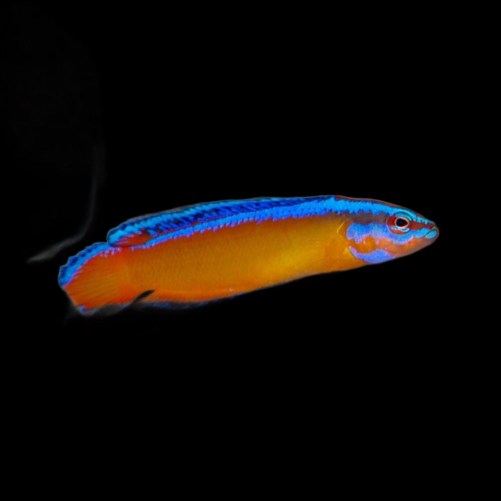 Neon Dottyback Aldabraensis