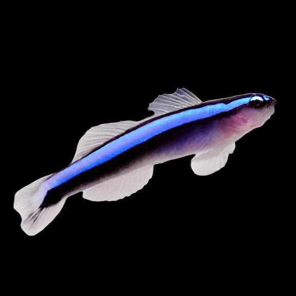 Neon Blue Goby