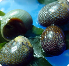 Nerite escargots (snail)