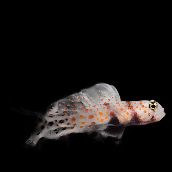 Valenciennea puellaris (Orange Spotted Goby)