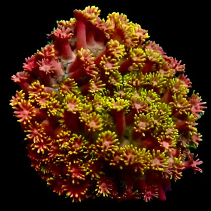 Jewel Coral - Rainbow #3
