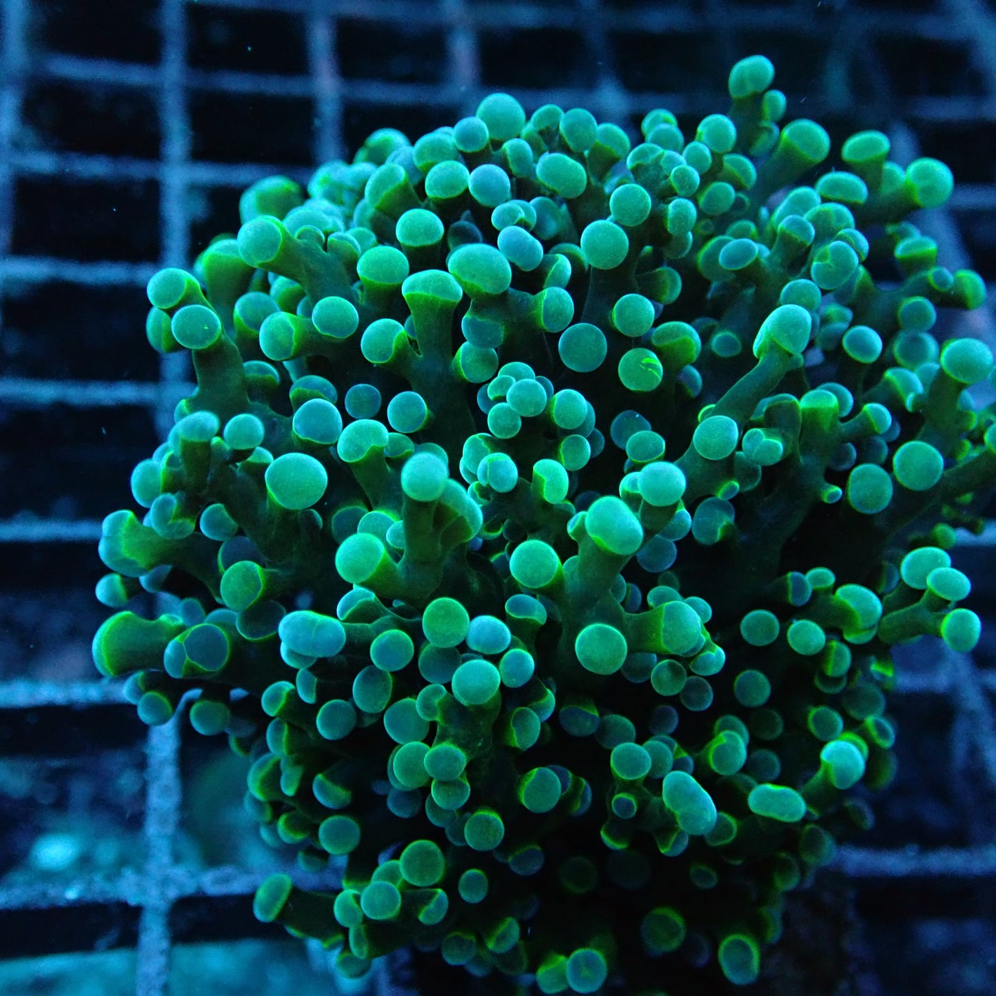 Special Green Yellow shadow stem Frogspawn