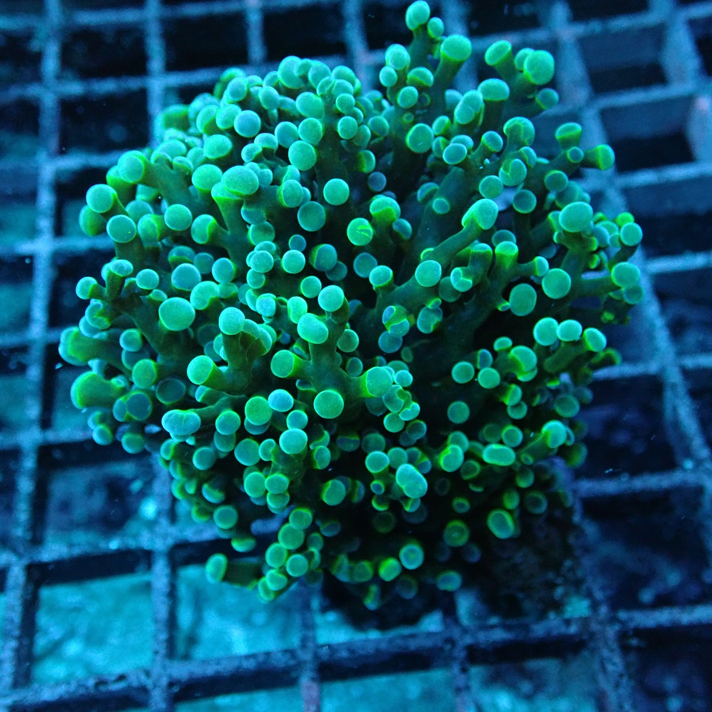Special Green Yellow shadow stem Frogspawn