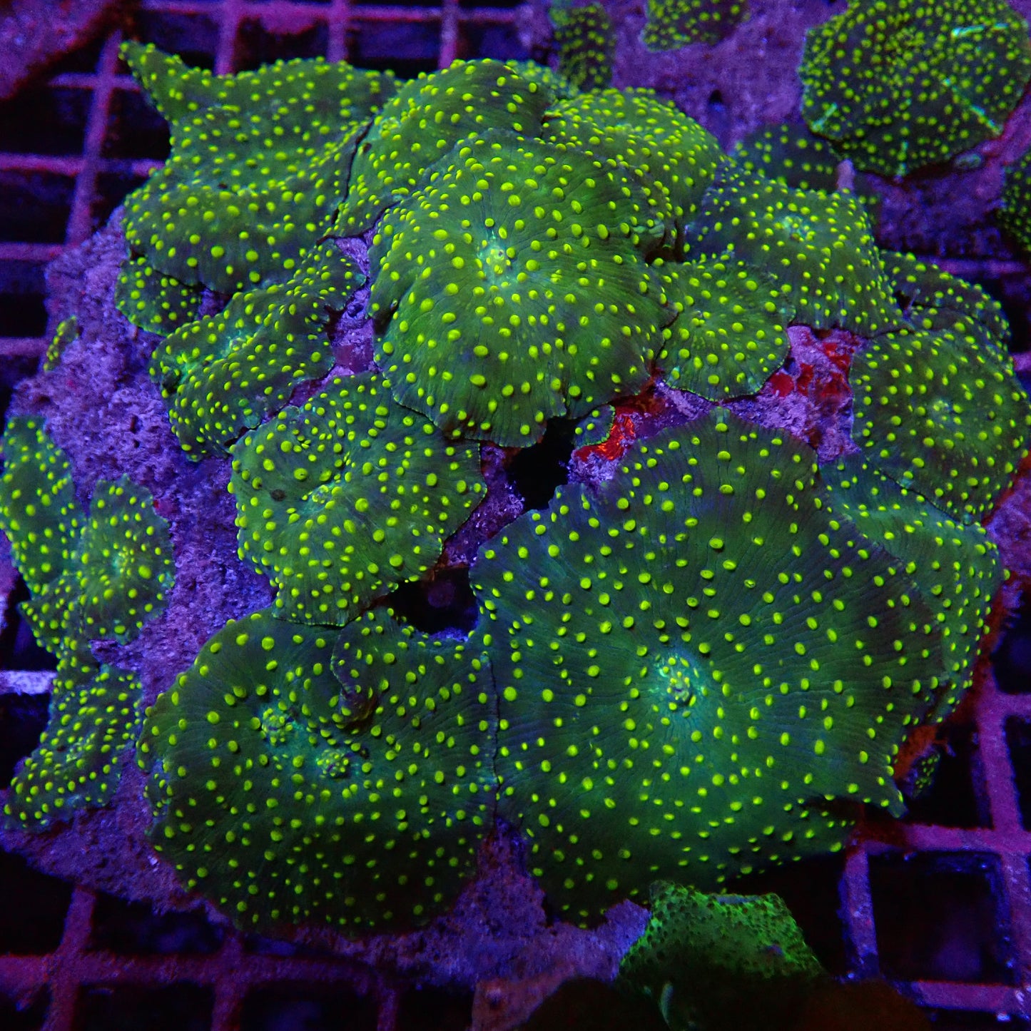 Marble Mushroom Garden Rock