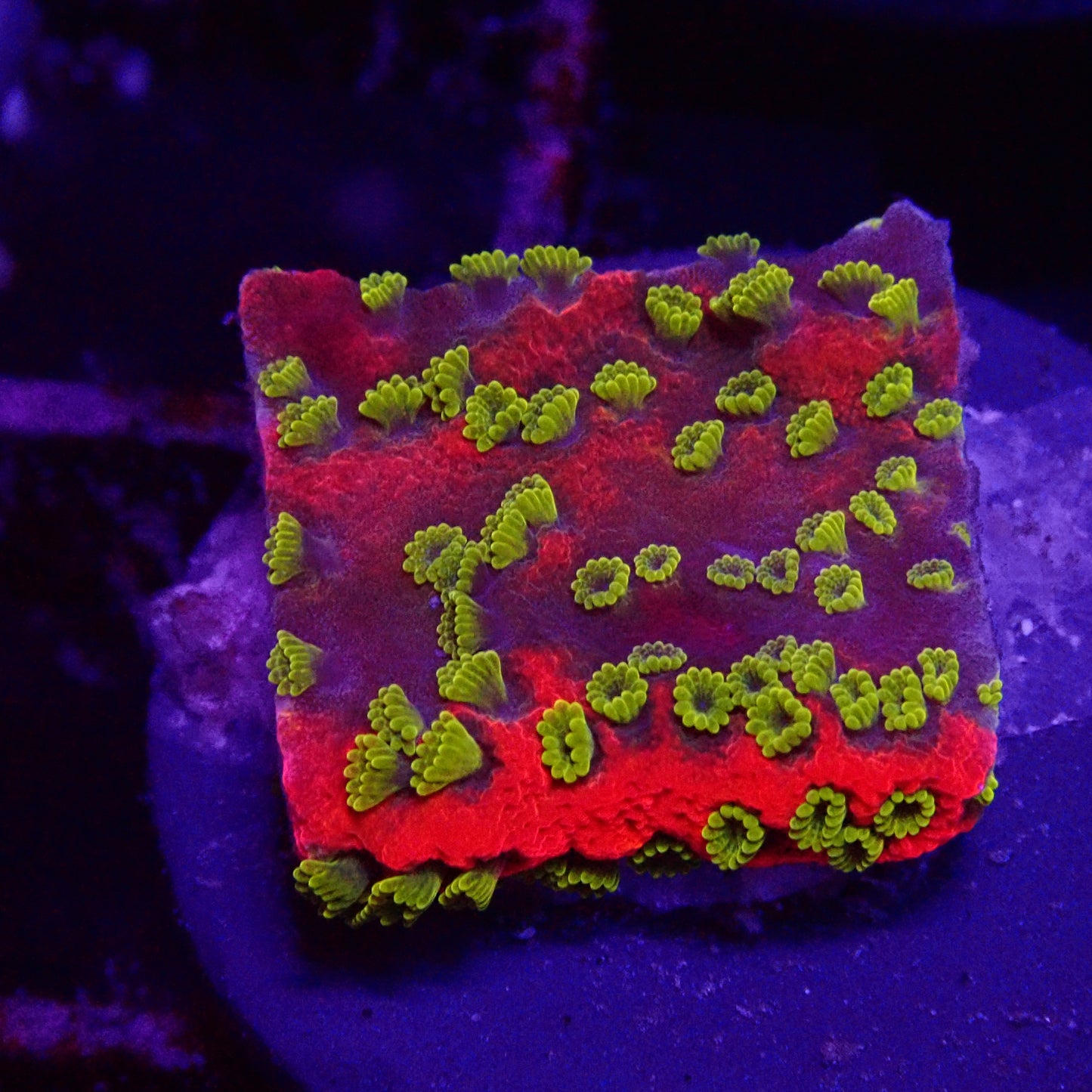 Sunset Montipora frag