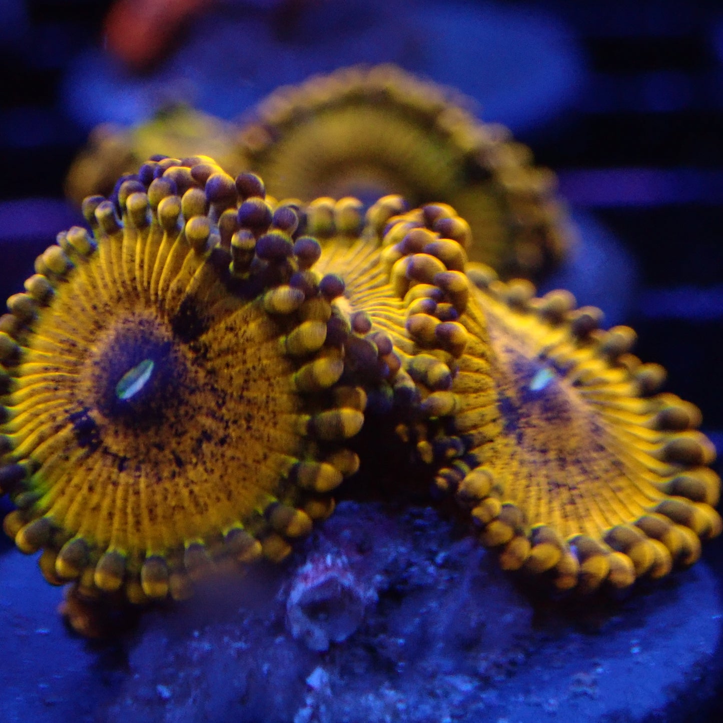 Sopranos Zoanthids Per Polyp