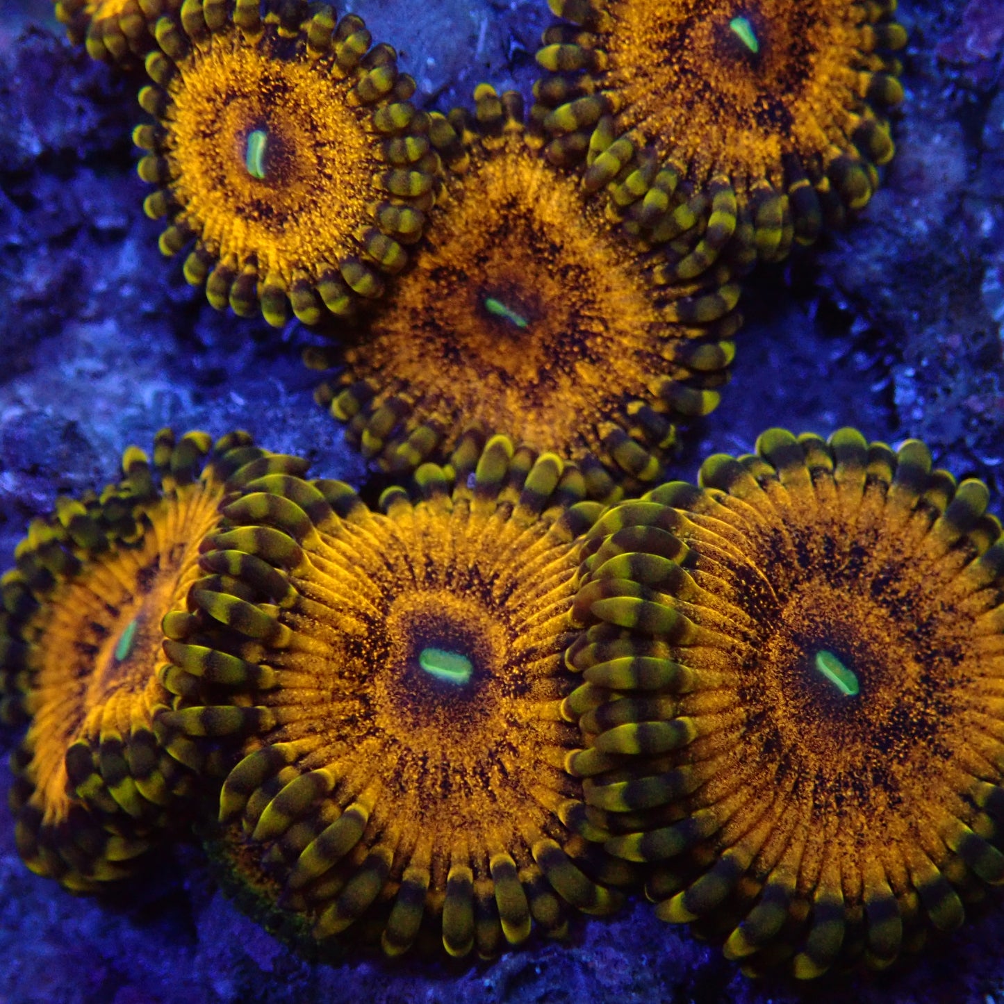 Sopranos Zoanthids Per Polyp