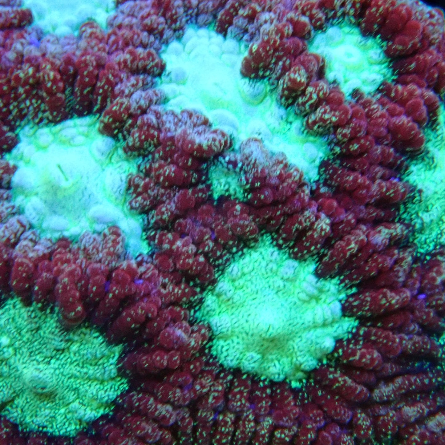 Favites Green Frags Only