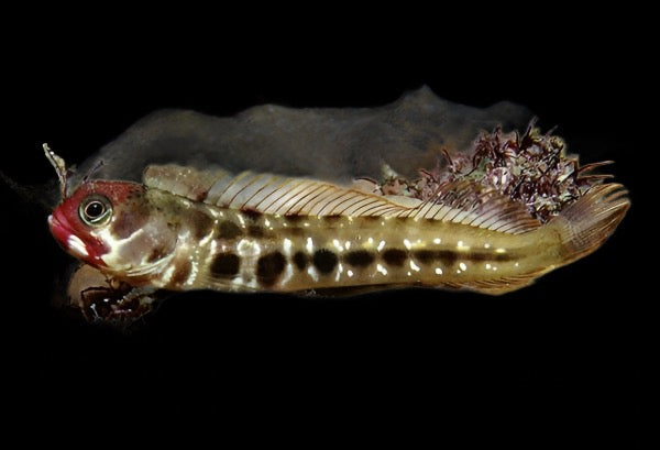 Acanthemblemaria hancocki (Panamic Barnacle Blenny)