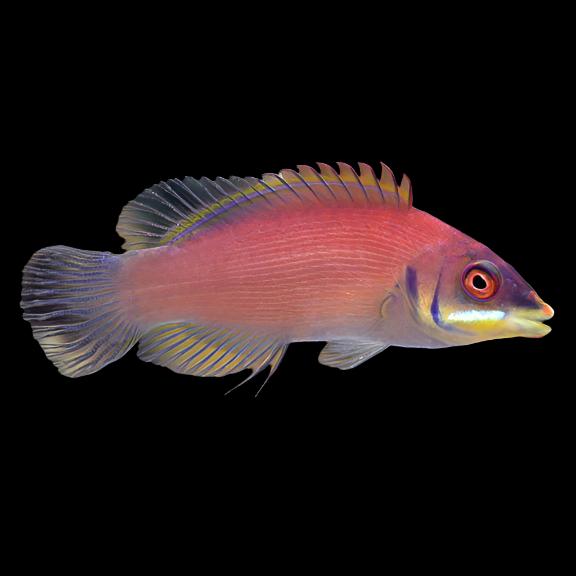 Pseudocheilinus evanidus (Scarlet Pinstripe Wrasse)