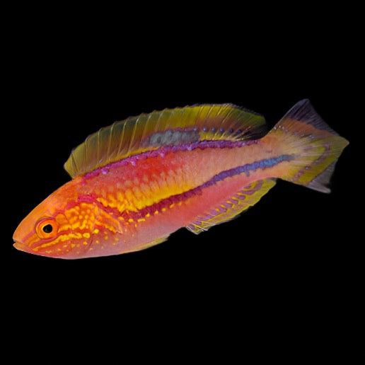 Cirrhilabrus isosceles (Pintail Fairy Wrasse Male)