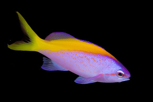 Pseudanthias evansi (Evansi Anthias) Male